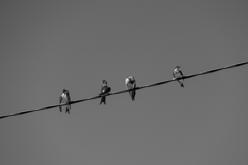 a group of birds sitting on top of a power line