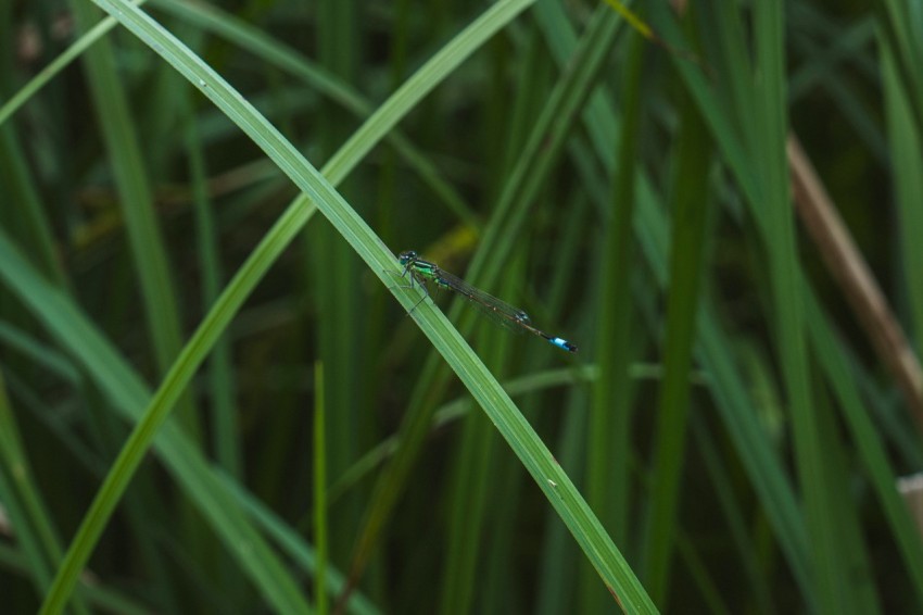 a small blue dragonfly sitting on a blade of grass