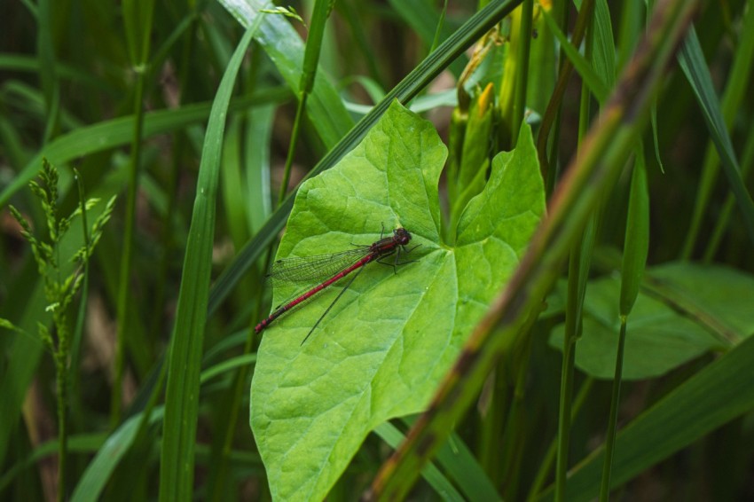 a bug sitting on a green leaf in the grass