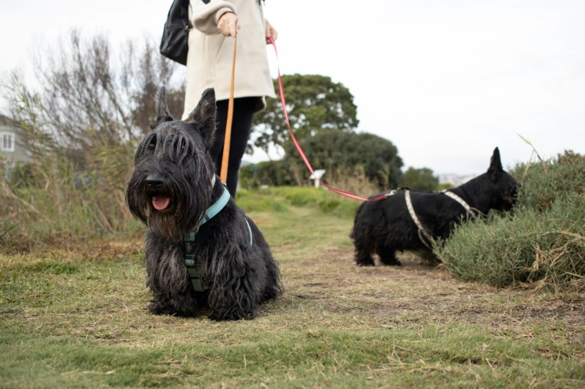 a woman walking two dogs on a leash 08xXfZgOv