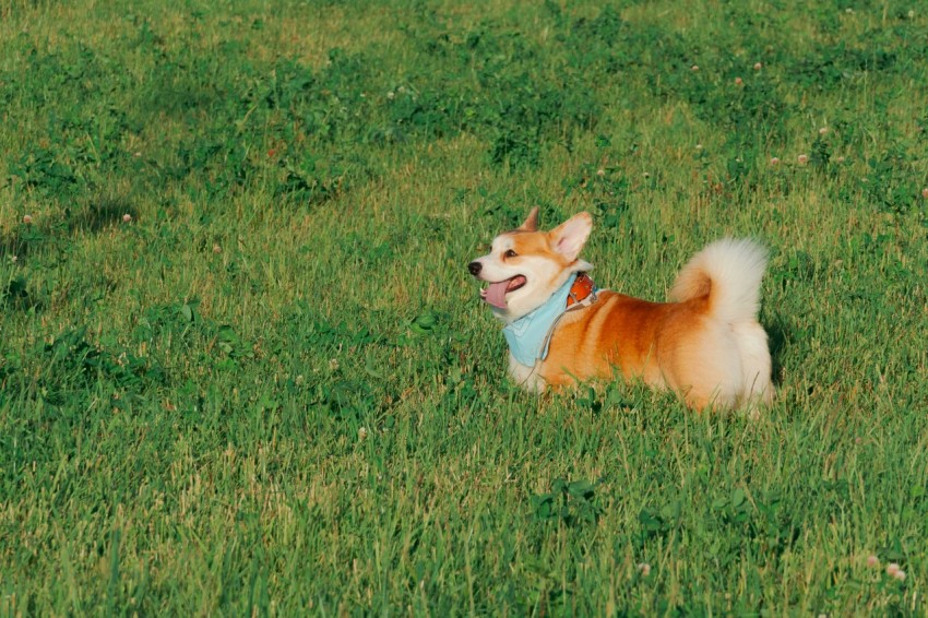 a brown and white dog standing on top of a lush green field k9XKx5kZv