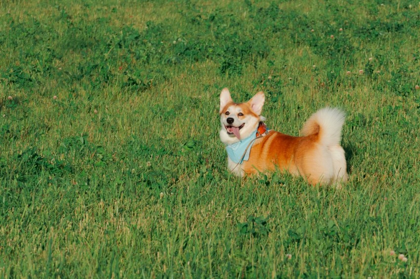 a brown and white dog standing on top of a lush green field