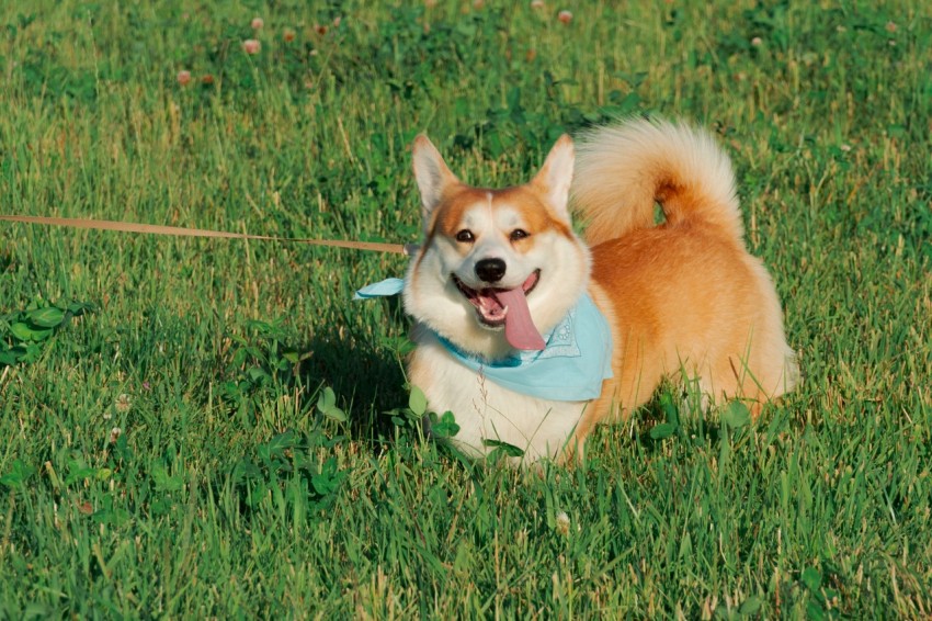 a brown and white dog laying on top of a lush green field