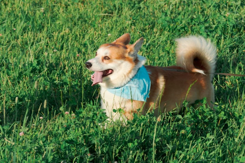 a dog is sitting in the grass with its tongue out