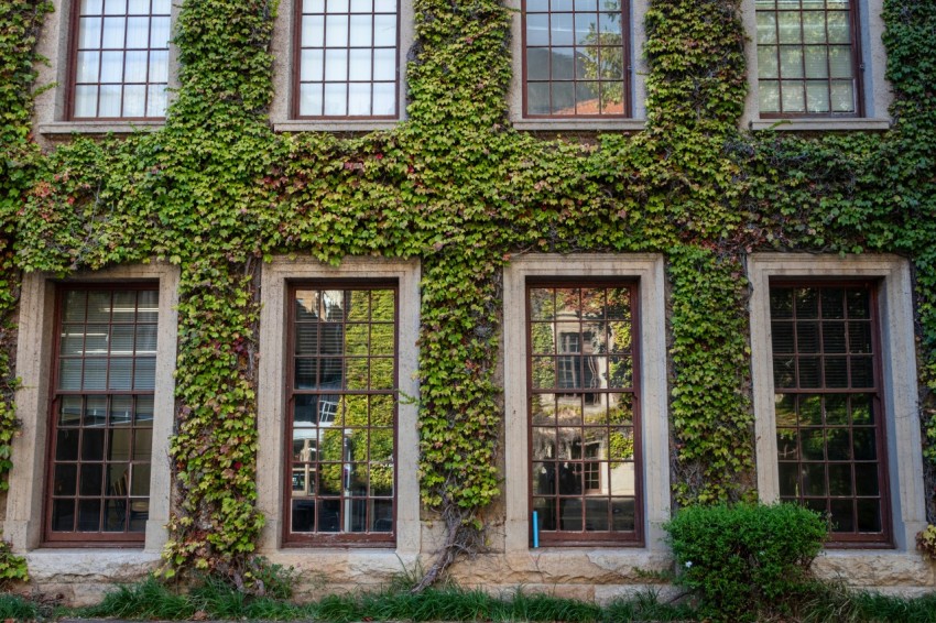 a large building covered in vines and windows n