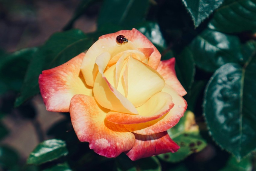 a yellow and red rose with green leaves