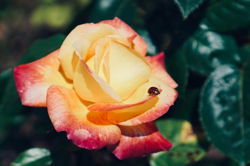 a yellow and red rose with green leaves