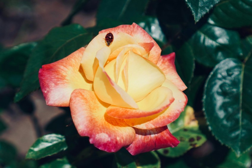 a yellow and red rose with green leaves