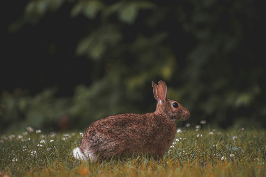 a rabbit sitting in a field of grass