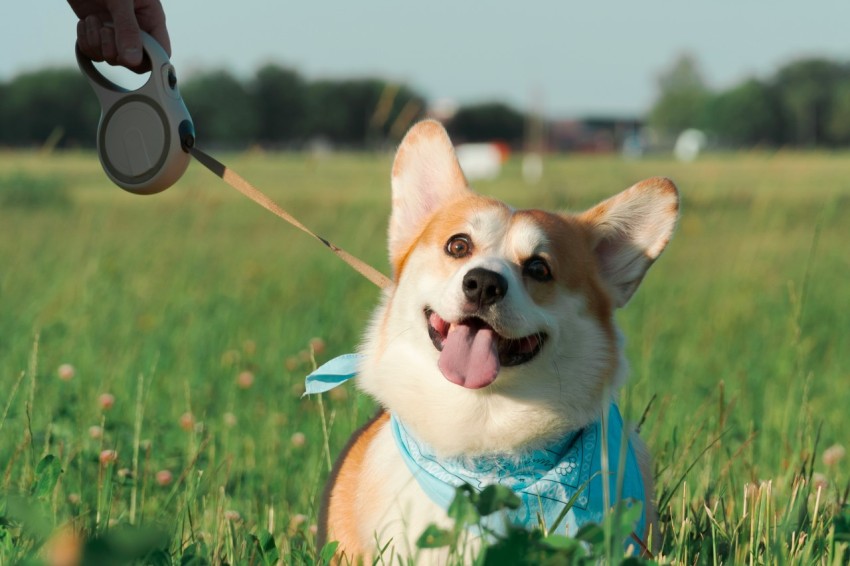 a brown and white dog on a leash in a field