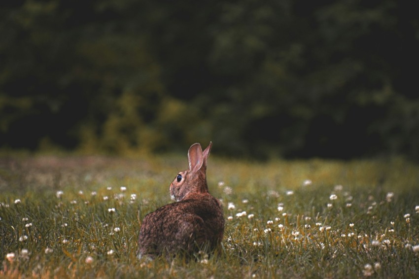 a rabbit sitting in the middle of a field