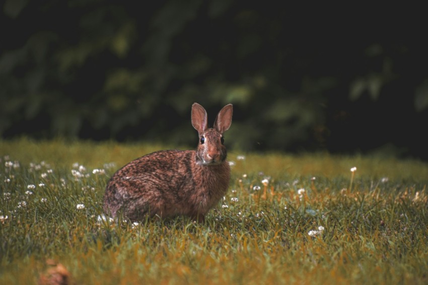 a rabbit sitting in a field of grass