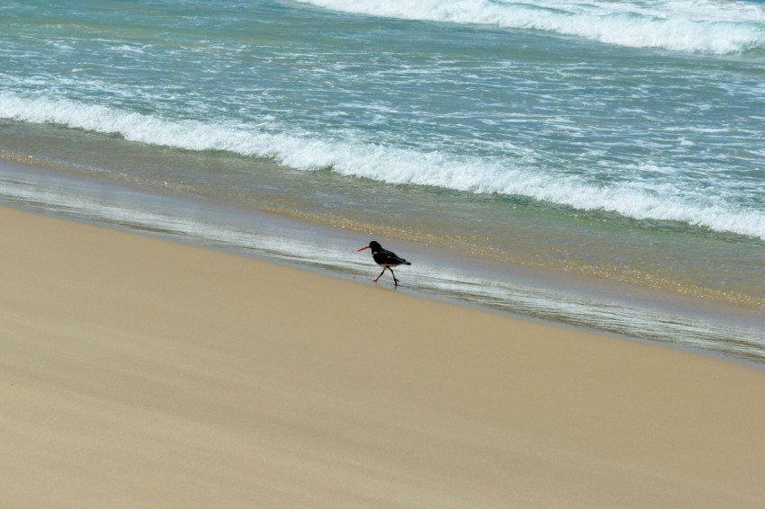 a bird standing on a beach next to the ocean