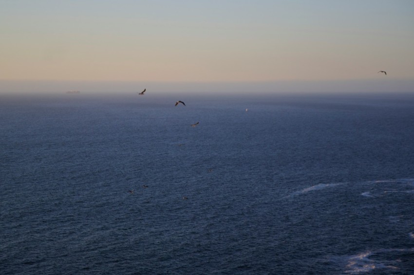 a group of birds flying over the ocean T