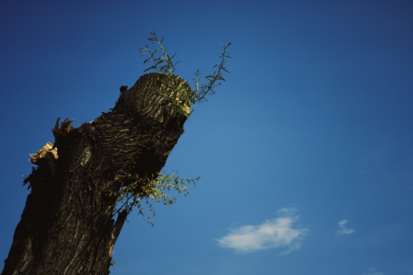 a tree that has been cut down with a chainsaw