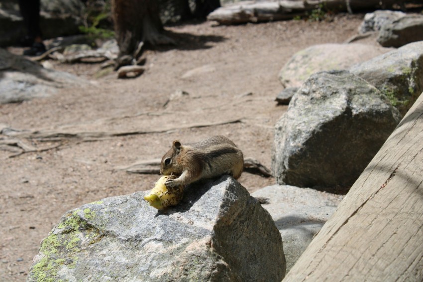 a squirrel eating a piece of food on a rock