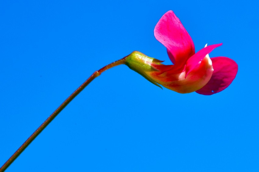 a single pink flower with a blue sky in the background