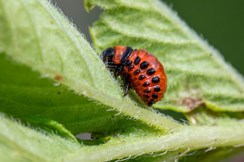 a red and black bug sitting on a green leaf