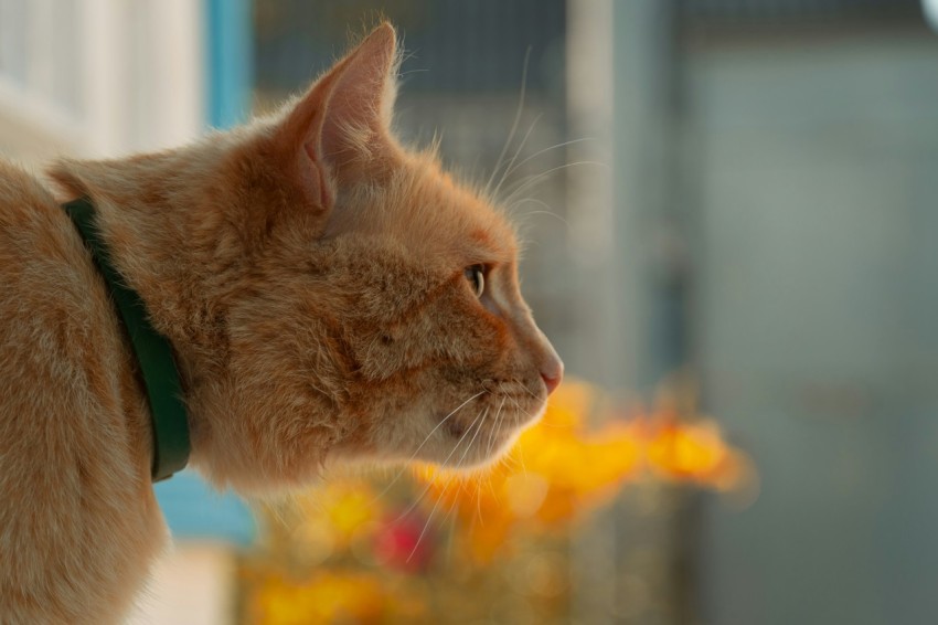 a close up of a cat near a window