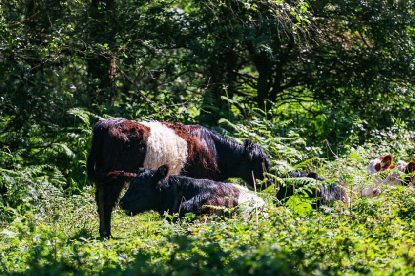 a brown and white cow standing in a lush green field NBLpaC