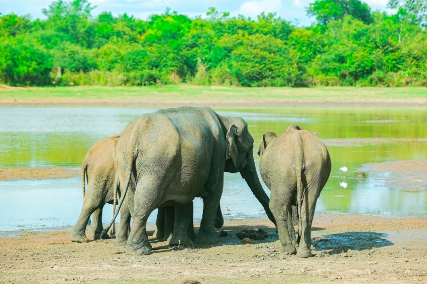 a herd of elephants standing next to a body of water