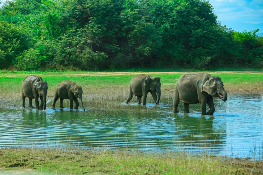 a herd of elephants walking across a river