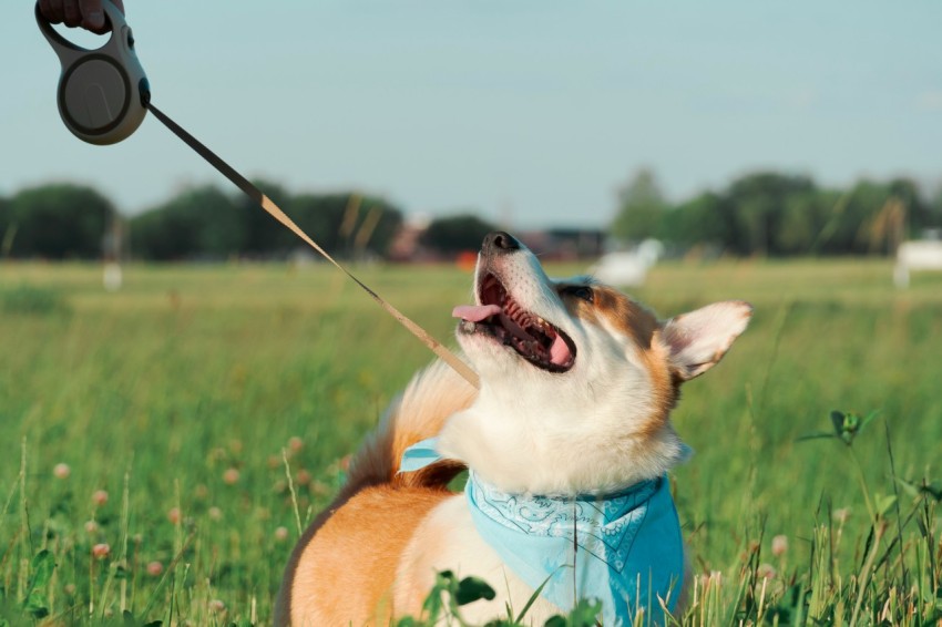 a dog is playing with a leash in a field