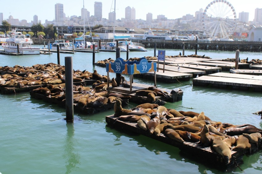 a group of sea lions resting on a dock