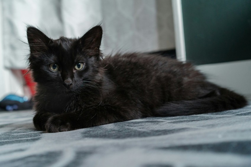 a black cat is laying on a bed