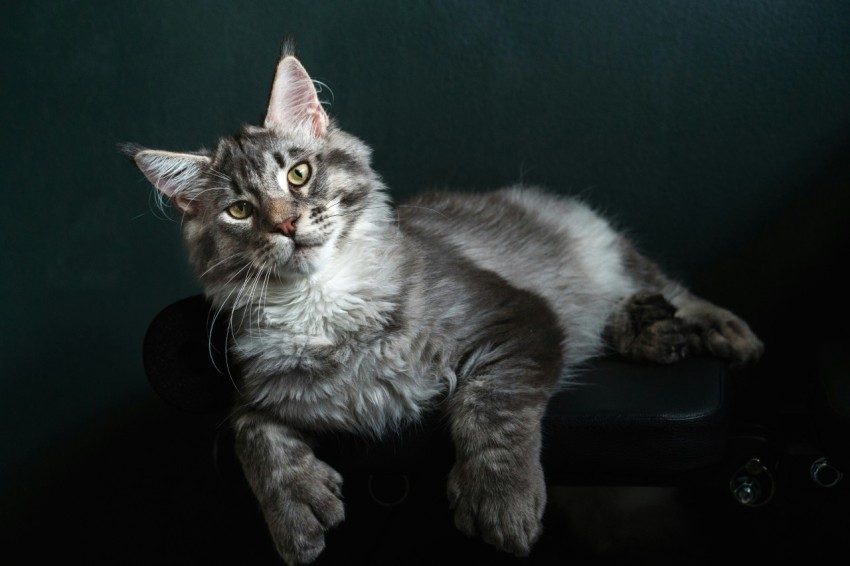 a cat sitting on top of a black chair