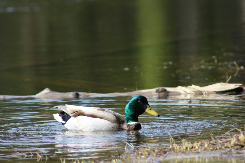 a couple of ducks swimming on top of a lake