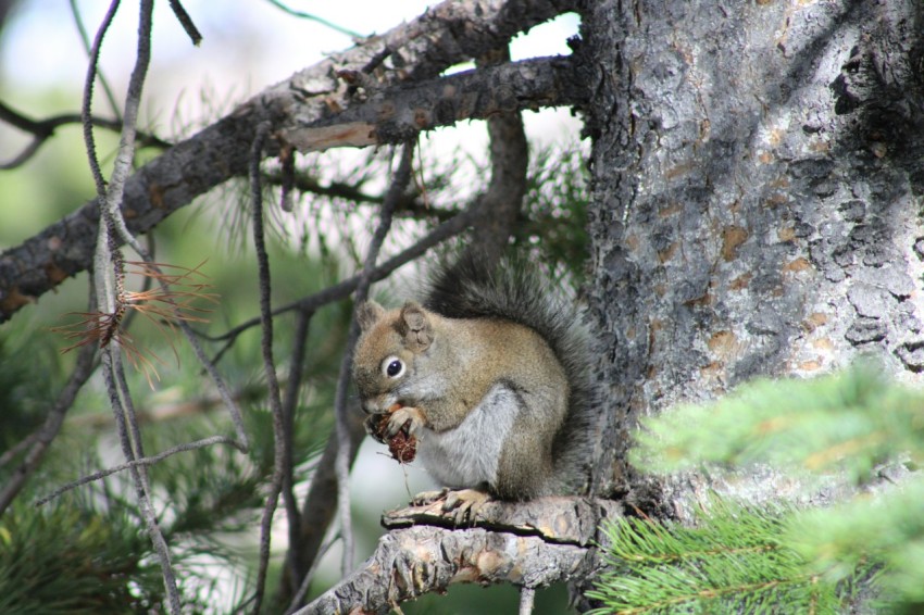 a squirrel sitting in a tree eating something