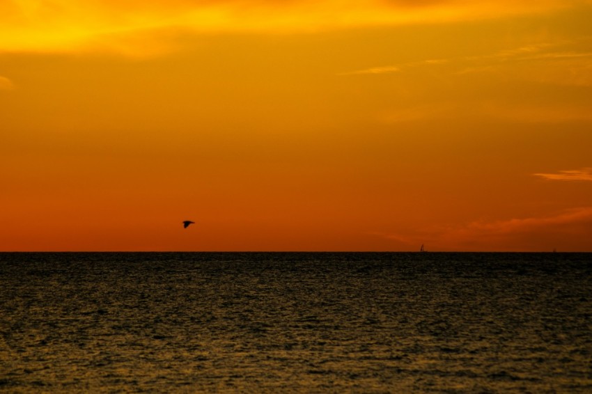 a bird flying over the ocean at sunset