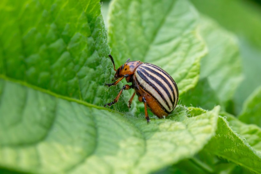 a beetle sitting on top of a green leaf