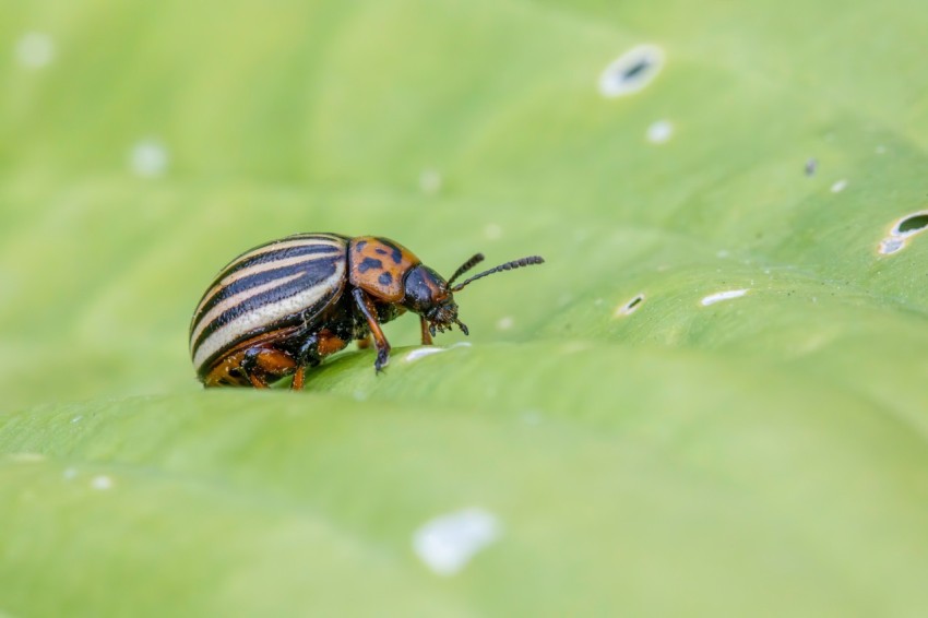 a close up of a bug on a leaf