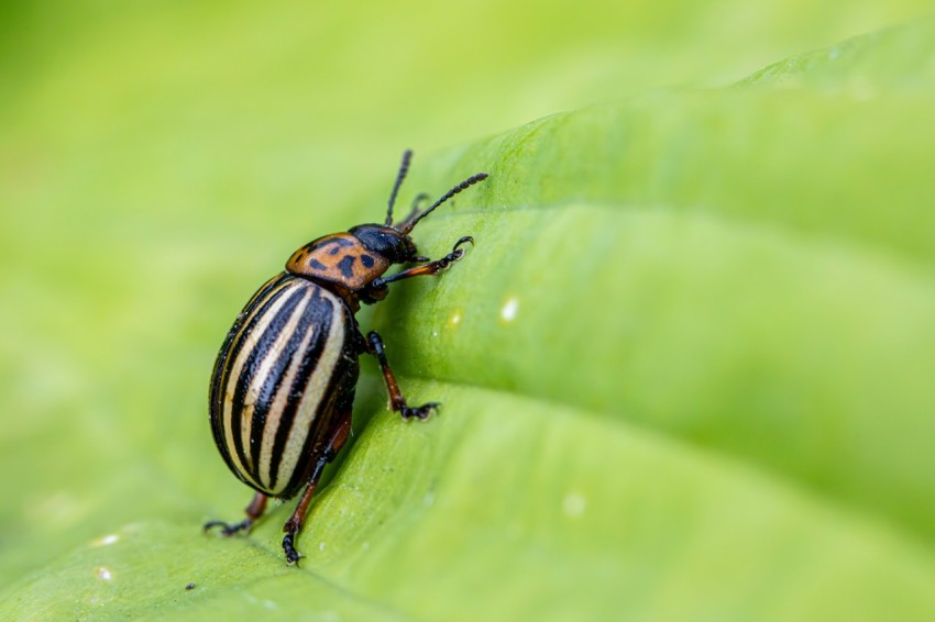 a beetle sitting on top of a green leaf