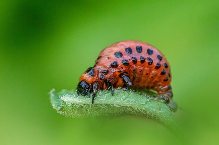 a red and black bug sitting on top of a green leaf