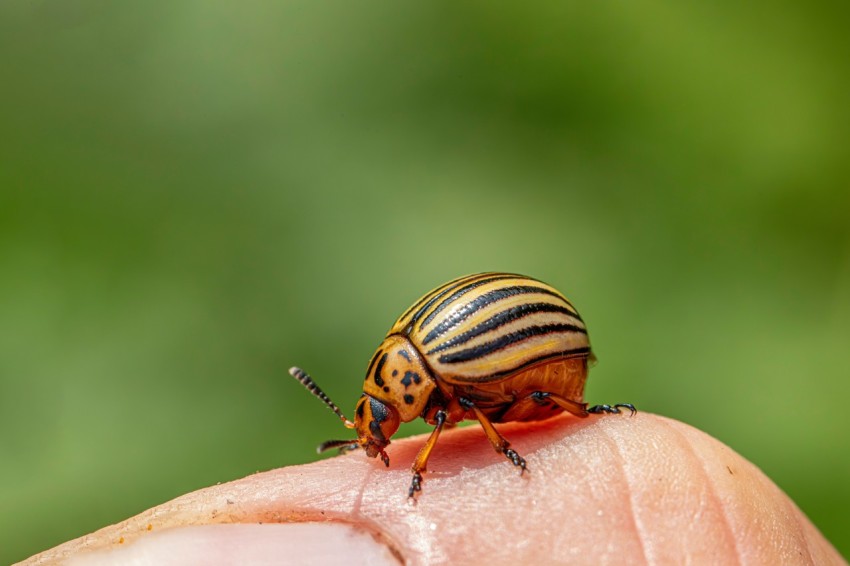 a close up of a person holding a beetle