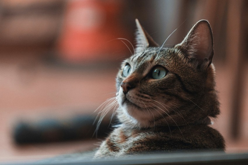 a cat sitting on top of a wooden table