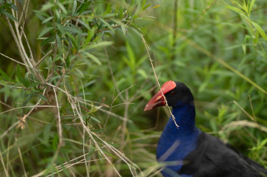 a blue and black bird standing in tall grass