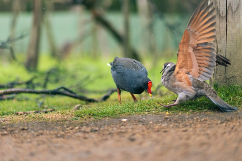 a couple of birds standing on top of a grass covered field