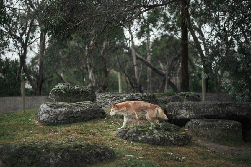 a dog is walking around in the grass