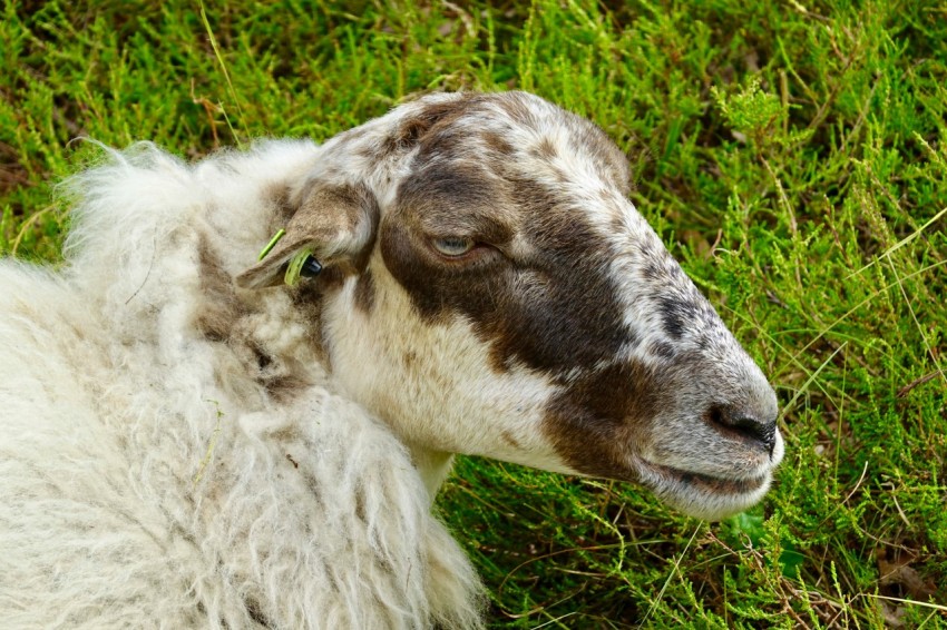 a close up of a sheep laying in the grass