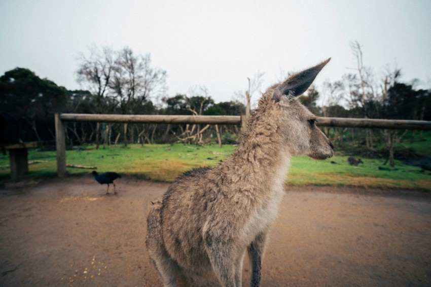 a llama looking at a bird in a fenced in area