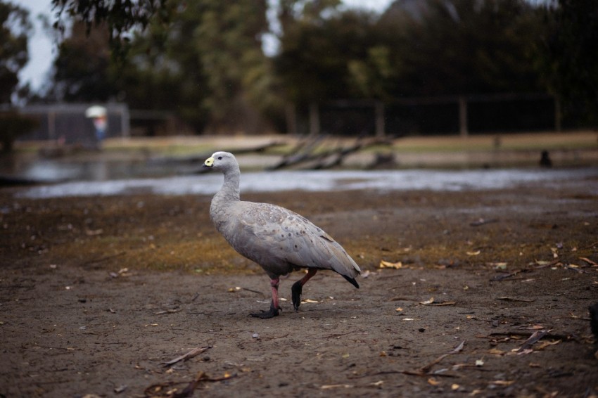 a large bird standing on top of a dirt field