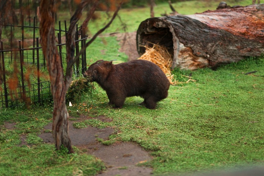 a large brown bear standing on top of a lush green field