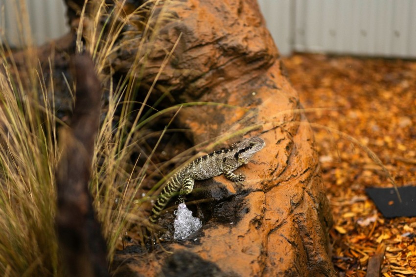 a large lizard laying on top of a pile of dirt