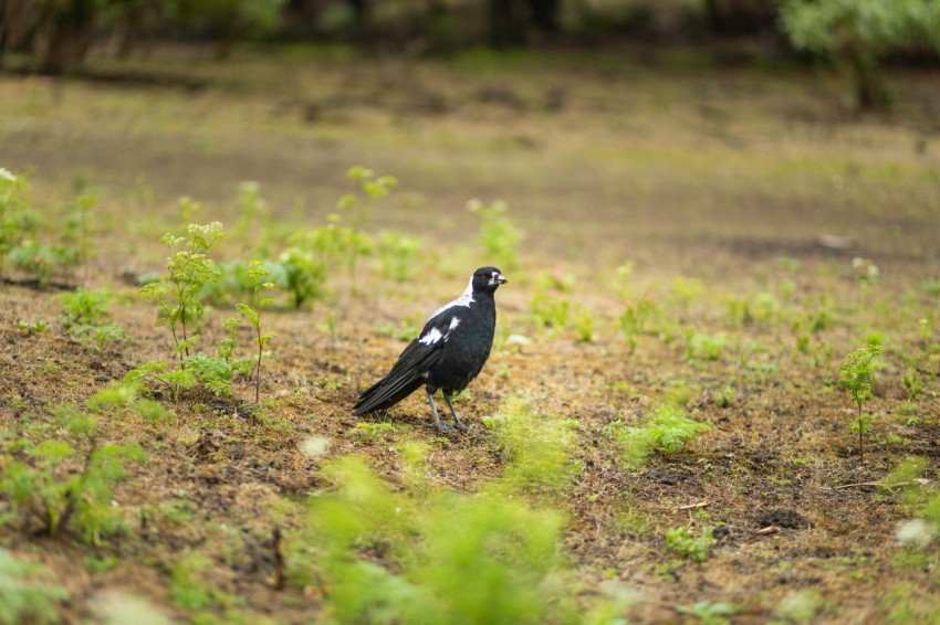 a black bird standing in the middle of a field u