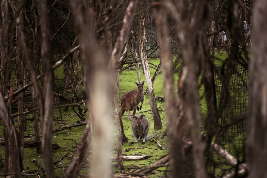 a couple of animals that are standing in the woods