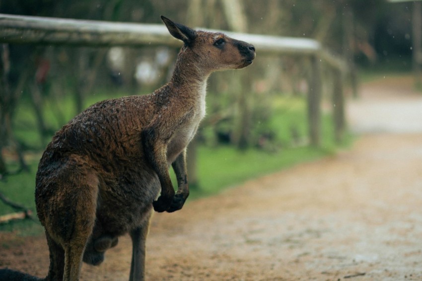 a kangaroo standing on its hind legs on a dirt road